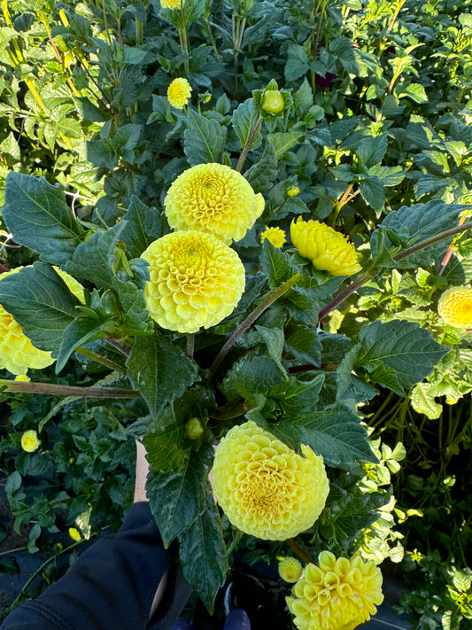 Buttercup Dahlia Tuber