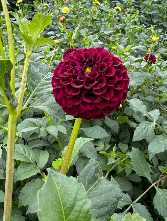 Glennplace Dahlia Tuber