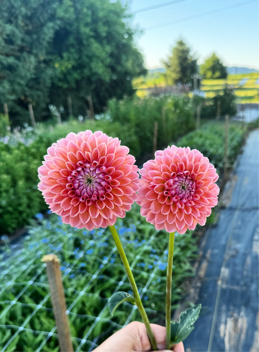 Linda’s Baby Dahlia Tuber