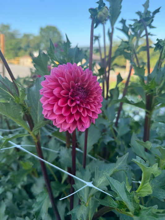 Mystique Dahlia Tuber