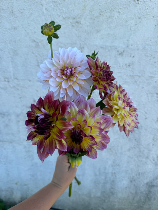 Caribbean Fantasy Dahlia Tuber