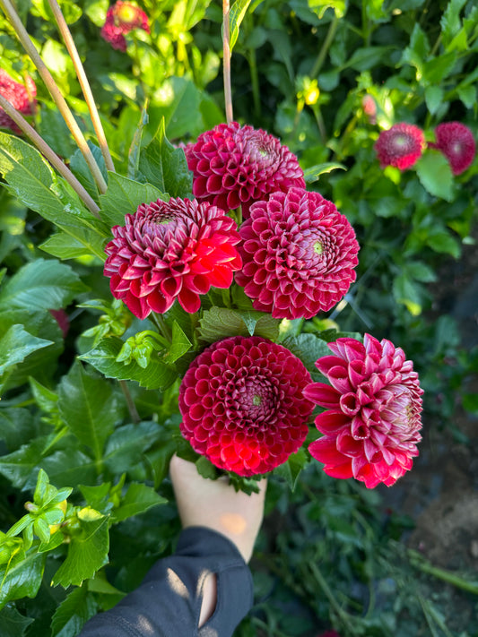 Cornel Dahlia Tuber