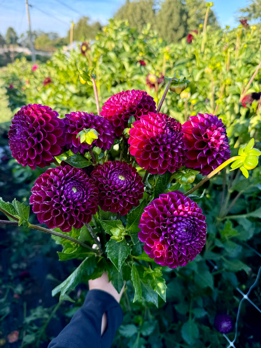 Ivanetti Dahlia Tuber