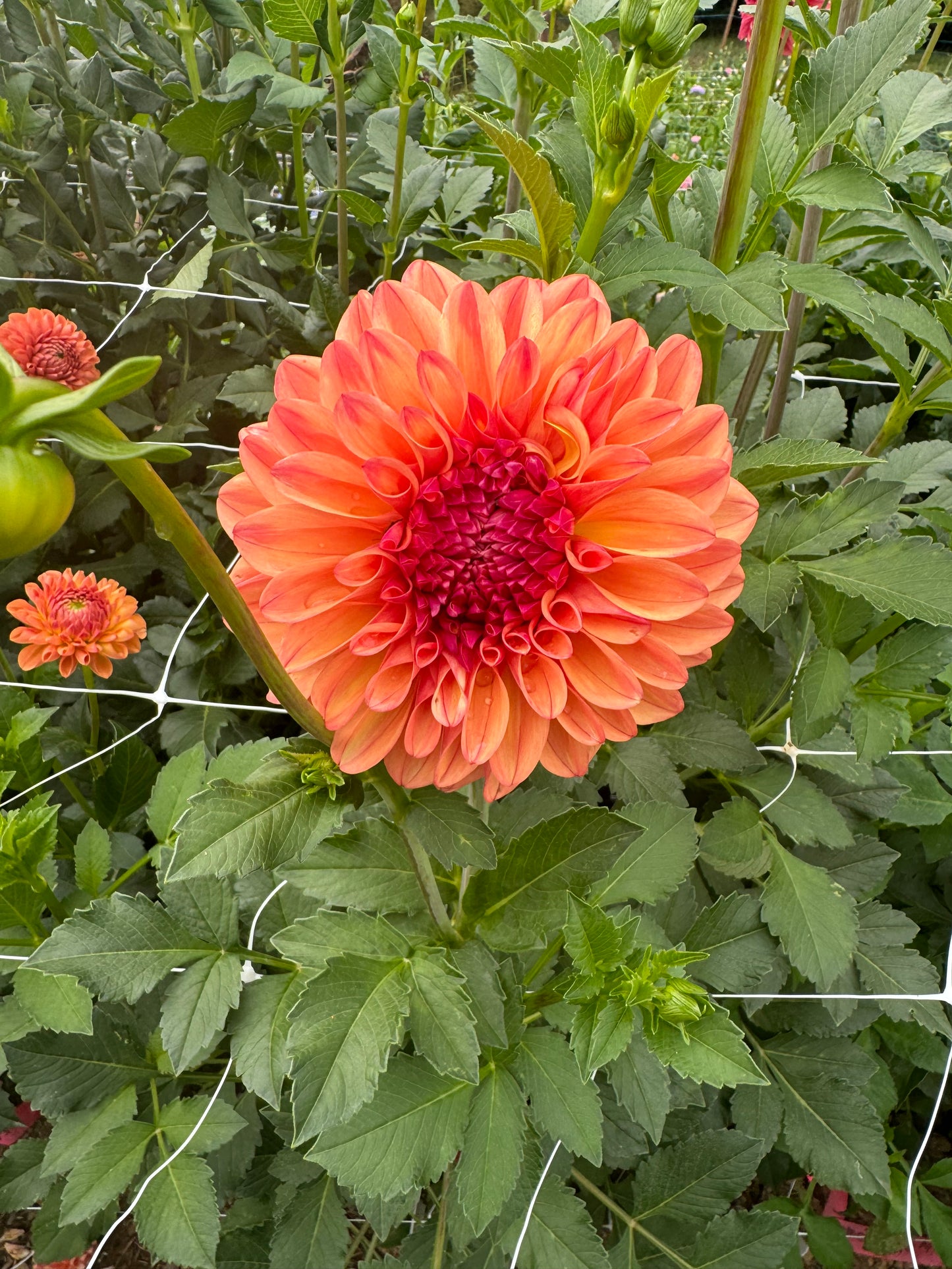 Ferncliff Copper Dahlia Tuber [Limit 1]