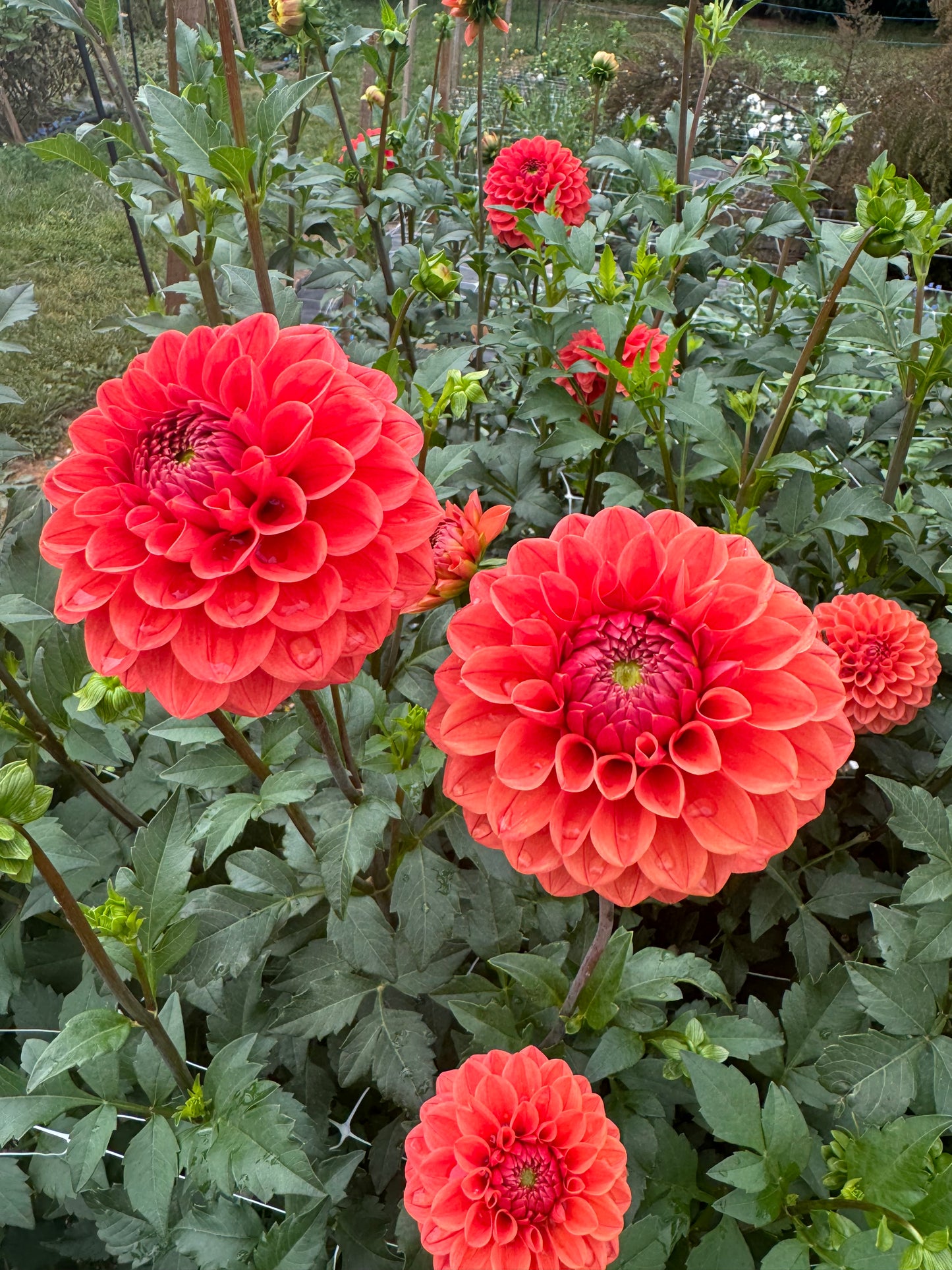 Tahoma Amble Dahlia Tuber