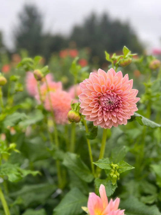 Castle Drive Dahlia Tuber