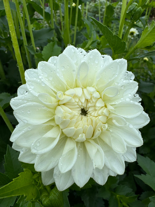 Blizzard Dahlia Tuber