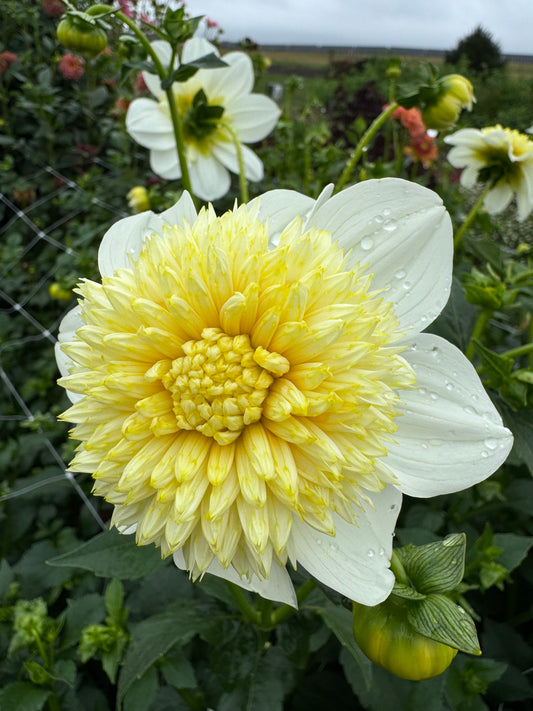 Platinum Blonde Dahlia Tuber