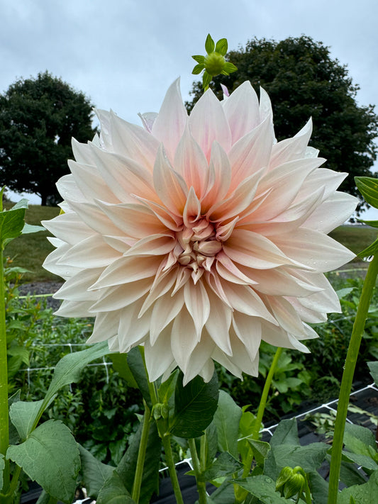 Cafe Au Lait Dahlia Tuber