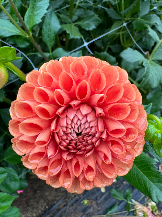 Cornel Bronze Dahlia Tuber