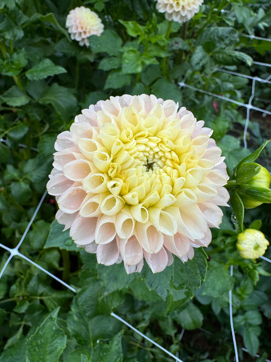 Camano Zoe Dahlia Tuber